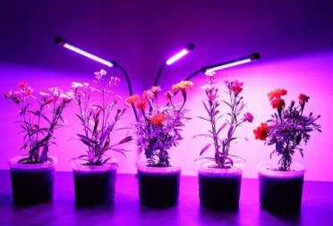 What is the difference between plant lights and normal lights