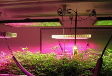 What are the advantages of choosing a full spectrum LED plant growth lamp?