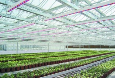 Precautions for correctly using LED plant growth lights